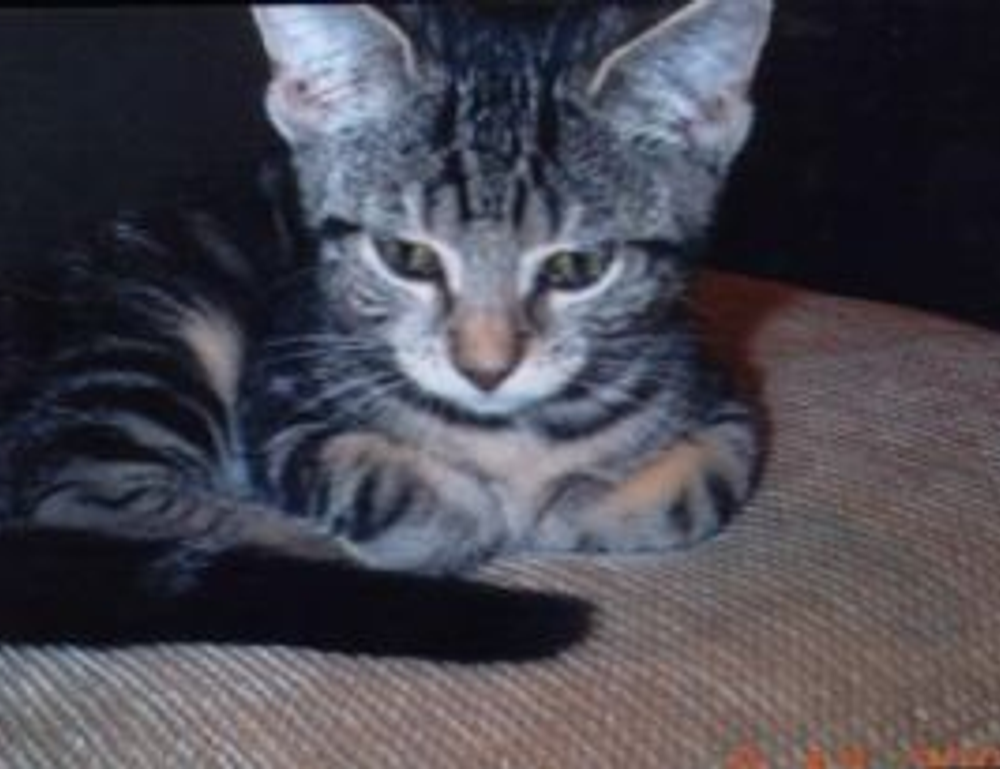 1711100000294600000002570000